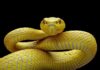 Mujer de 57 años es mordida por una serpiente en Mapararí