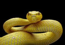 Mujer de 57 años es mordida por una serpiente en Mapararí
