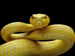 Mujer de 57 años es mordida por una serpiente en Mapararí