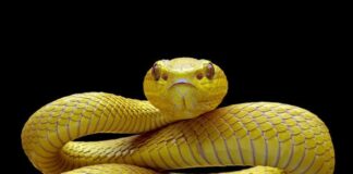 Mujer de 57 años es mordida por una serpiente en Mapararí