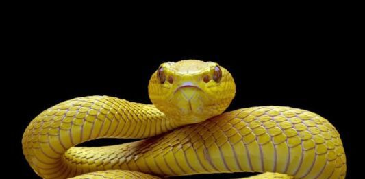 Mujer de 57 años es mordida por una serpiente en Mapararí