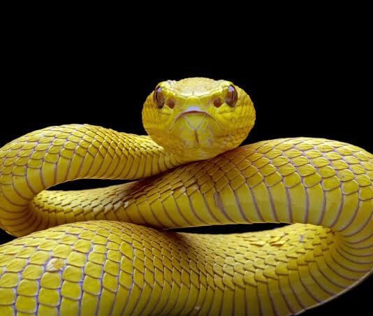 Mujer de 57 años es mordida por una serpiente en Mapararí