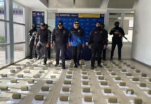 Incautan 100 panelas de marihuana ocultas bajo un camuflaje botánico
