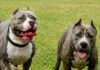 Perros se escapan de una casa y matan a un abuelo