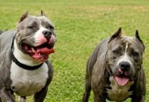 Perros se escapan de una casa y matan a un abuelo