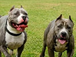 Perros se escapan de una casa y matan a un abuelo