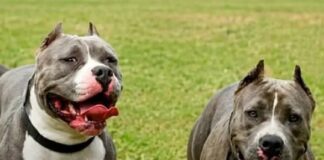 Perros se escapan de una casa y matan a un abuelo