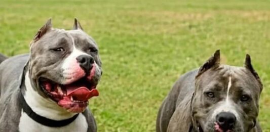 Perros se escapan de una casa y matan a un abuelo