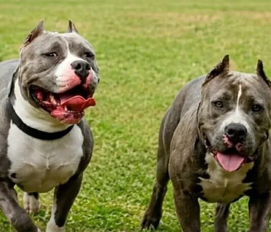 Perros se escapan de una casa y matan a un abuelo