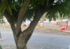 Dos lesionados al chocar la moto donde se movilizaban con una mata de mango en Puerto Cumarebo