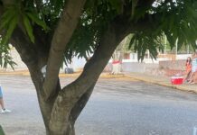 Dos lesionados al chocar la moto donde se movilizaban con una mata de mango en Puerto Cumarebo