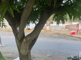 Dos lesionados al chocar la moto donde se movilizaban con una mata de mango en Puerto Cumarebo