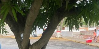 Dos lesionados al chocar la moto donde se movilizaban con una mata de mango en Puerto Cumarebo