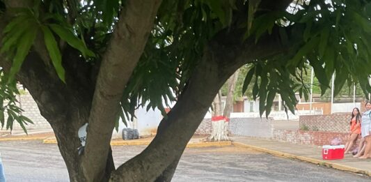 Dos lesionados al chocar la moto donde se movilizaban con una mata de mango en Puerto Cumarebo