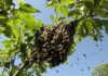 Tres hombres ingresan al hospital de Churuguara tras ser atacados por las abejas