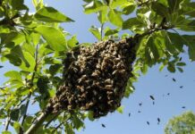 Tres hombres ingresan al hospital de Churuguara tras ser atacados por las abejas