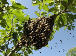 Tres hombres ingresan al hospital de Churuguara tras ser atacados por las abejas