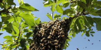 Tres hombres ingresan al hospital de Churuguara tras ser atacados por las abejas