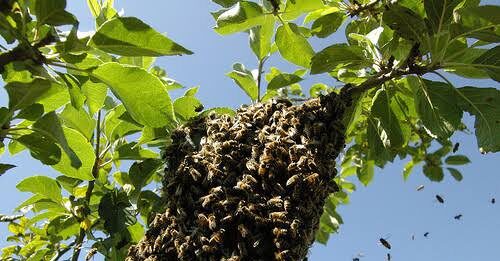Tres hombres ingresan al hospital de Churuguara tras ser atacados por las abejas
