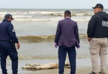 Hallan cuerpo en avanzado estado de descomposición en Boca de Aroa