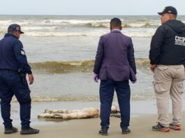 Hallan cuerpo en avanzado estado de descomposición en Boca de Aroa
