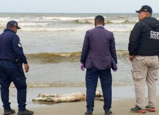 Hallan cuerpo en avanzado estado de descomposición en Boca de Aroa