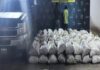 PNB incauta 150 sacos de carbón vegetal clandestino en Píritu