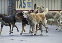Vecinos de Parque Residencial Amuay exigen jornadas de esterilización y atención integral ante superpoblación de perros