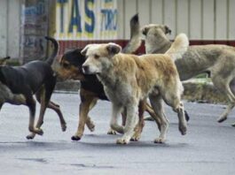 Vecinos de Parque Residencial Amuay exigen jornadas de esterilización y atención integral ante superpoblación de perros
