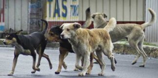 Vecinos de Parque Residencial Amuay exigen jornadas de esterilización y atención integral ante superpoblación de perros