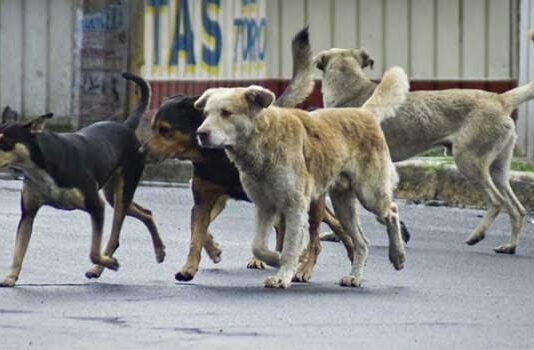 Vecinos de Parque Residencial Amuay exigen jornadas de esterilización y atención integral ante superpoblación de perros