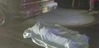 Tragedia bajo el aguacero: Motorizado pierde la vida en colisión frontal en la Falcón-Zulia