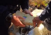 Incautan 359 panelas de marihuana en Píritu