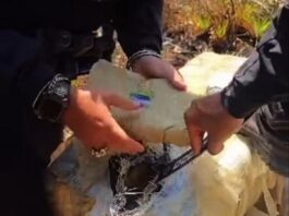 Incautan 359 panelas de marihuana en Píritu