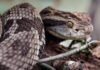 Hombre es remitido al Hospital de Coro tras mordedura de serpiente en Churuguara
