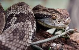Hombre es remitido al Hospital de Coro tras mordedura de serpiente en Churuguara