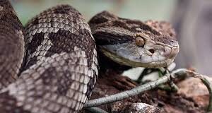 Hombre es remitido al Hospital de Coro tras mordedura de serpiente en Churuguara