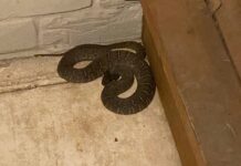 Limpiaba el patio de su casa y terminó hospitalizado tras sufrir la mordedura de una serpiente en Maparari