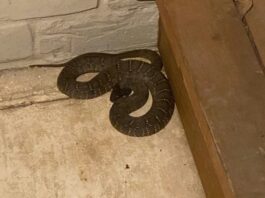 Limpiaba el patio de su casa y terminó hospitalizado tras sufrir la mordedura de una serpiente en Maparari
