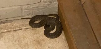 Limpiaba el patio de su casa y terminó hospitalizado tras sufrir la mordedura de una serpiente en Maparari