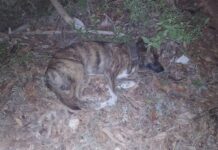 Denuncian ola de envenenamientos masivos de mascotas por venganza de criadores