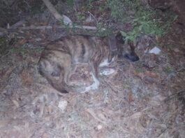 Denuncian ola de envenenamientos masivos de mascotas por venganza de criadores