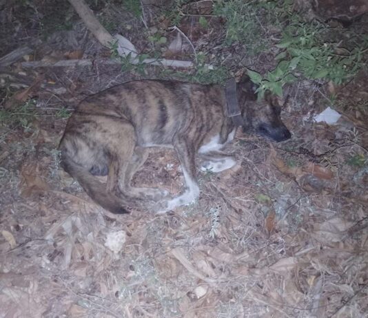 Denuncian ola de envenenamientos masivos de mascotas por venganza de criadores